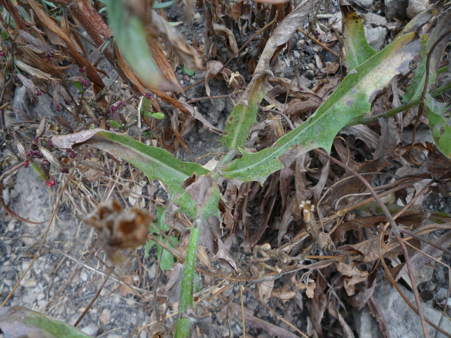 High Resolution Stephanomeria cichoriacea Leaf